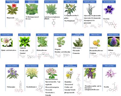 An overview of anti-Hepatitis B virus flavonoids and their mechanisms of action